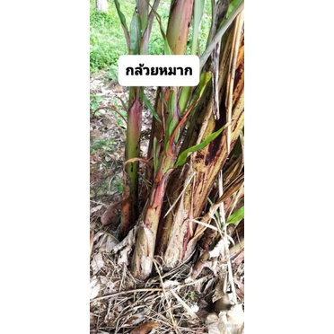 หน่อกล้วยหมาก ประจำท้องถิ่นภาคใต้ สรรพคุณเยอะ