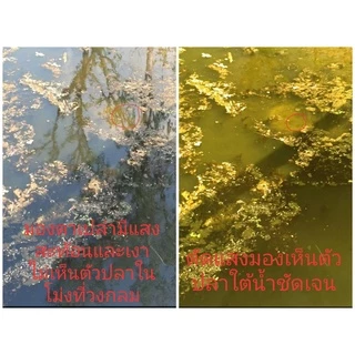 แว่นยิงปลาบนบก แว่นตัดแสงเลนส์สีชา มองเห็นปลาใต้น้ำชัดแจ๋ว นิยมใส่ยิงปลา ตกปลากันมาก