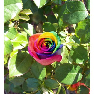 30 เมล็ด เมล็ดพันธุ์ ดอกกุหลาบ สีเรนโบว์ พันธุ์แคระ กุหลาบจิ๋ว Rose Seeds