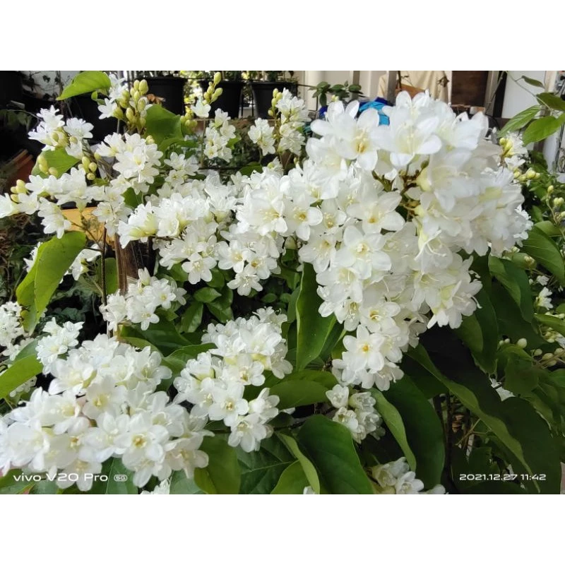 ลัดดาวัลย์ / ลดาวัลย์ ในกระถาง 8 นิ้ว