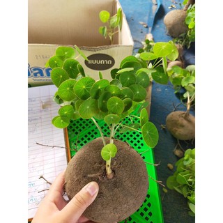 บัวบกโขด มีใบ ขนาดใหญ่💚💚