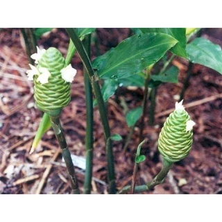 ทือแดง🌺ทือขาว❄️ ทือดำ ต้นไม้สวย น่าปลูกทานได้