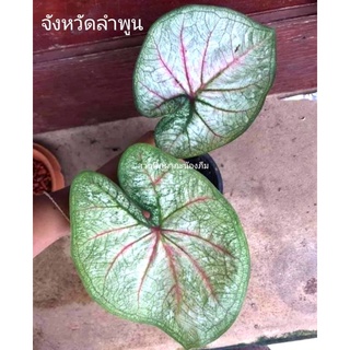 บอนสี จังหวัดลำพูน แชทเลือกต้น