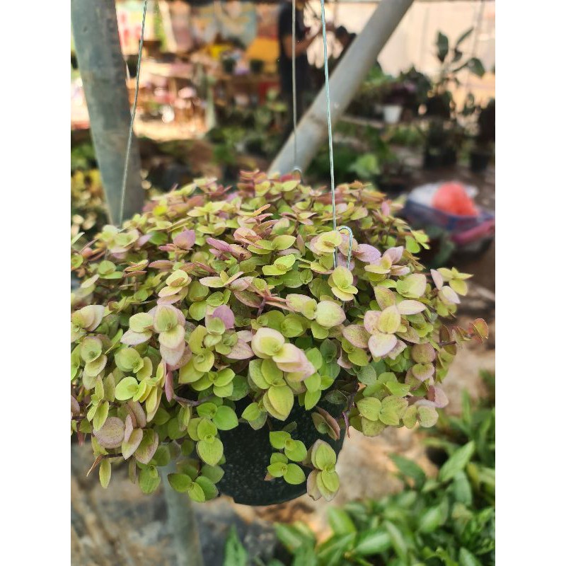 ริบบิ้นชาลี กระถาง 8 นิ้วพร้อมที่แขวน