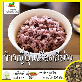 เมล็ดพันธุ์ ข้าวญี่ปุ่นเลือดสีม่วง (เมล็ดพันธุ์หายาก) 100 เมล็ด Purple Blood Japanese Rice Seed เมล็ดพันธุ์แท้ นำเข้า