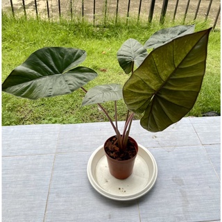 Alocasia Yucatan Princess