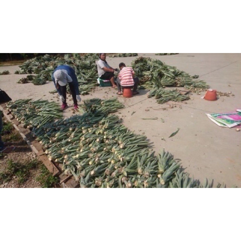 [ชุดละ10ต้น] สับปะรดฉีกตา หน่อสับปะรดพันธุ์ฉีกตา ต้นสับปะรด,หน่อสับปะรด พันธุ์ฉีกตา - รูปที่ 3