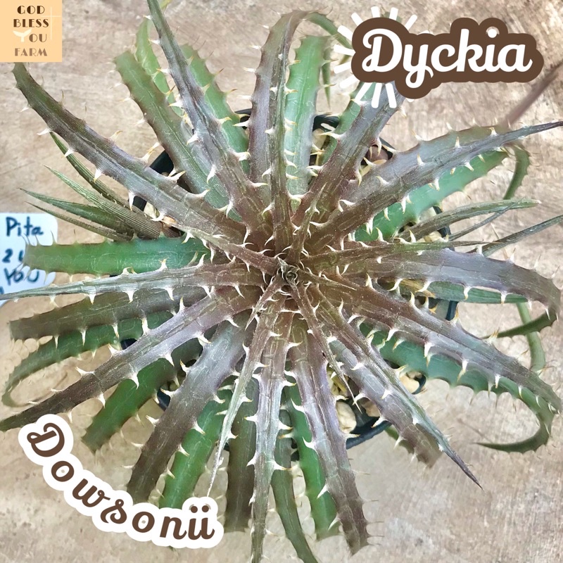 [ดิกเกียดาวโซนิอาย] Dyckia Dawsonii ส่งพร้อมกระถาง แคคตัส Cactus Succulent Haworthia Euphorbia ไม้หายาก พืชอวบน้ำ