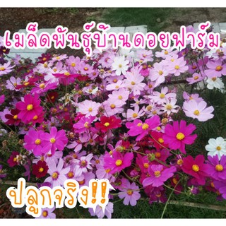 30 เมล็ด เมล็ดดอก คอสมอส ดาวกระจายคละสี