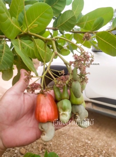 เมล็ดพันธุ์มะม่วงหิมพานต์ 100 เมล็ด 50 บาท สำหรับเพาะ