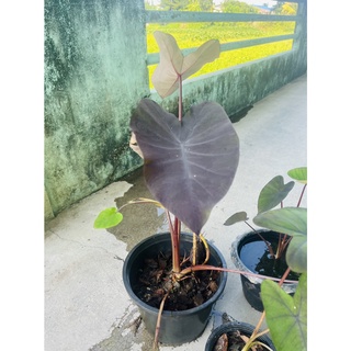 Colocasia Black Magic แบล็คเมจิค #บอนดำ ส่งทั้งต้นพร้อมใบสวยงาม #ต้นไม้ฟอกอากาศ