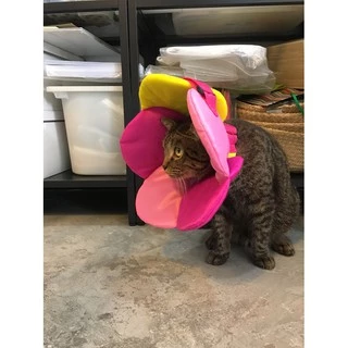 PETSIDE Soft Collar Flower Cone