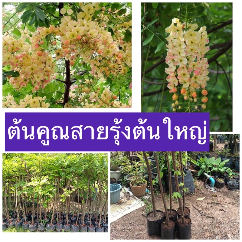 ต้นคูณ. สายรุ้ง พันธุ์หายาก แข็งแรงรากเต็มถุงพร้อมลงปลูก