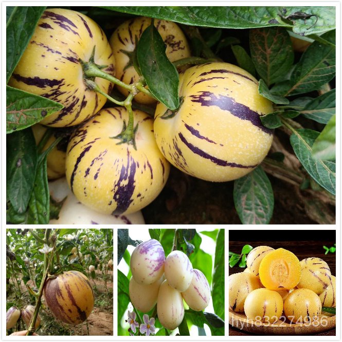 เมล็ดพืชคุณภาพสูง เมล็ดพันธุ์ ผลไม้โสม Pepino Melon Seeds Ginseng Fruit Seeds บรรจุ 10 เมล็ด พันธุ์ไม้ผล เมล็ดพันธุ์ผัก
