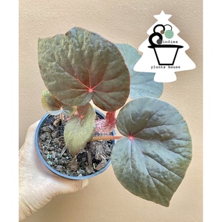 ต้นบีโกเนีย Begonia sp