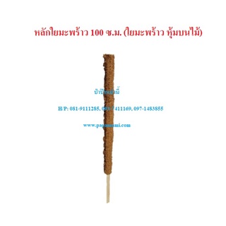 (3-5อัน) เสาใยมะพร้าว ยาว 100ซม. หลักไม้เลื้อยใยมะพร้าว เสาไม้เลื้อย เสาต้นไม้ หลักมะพร้าว หลักใยมะพร้าว หลักไม้เลื้อย