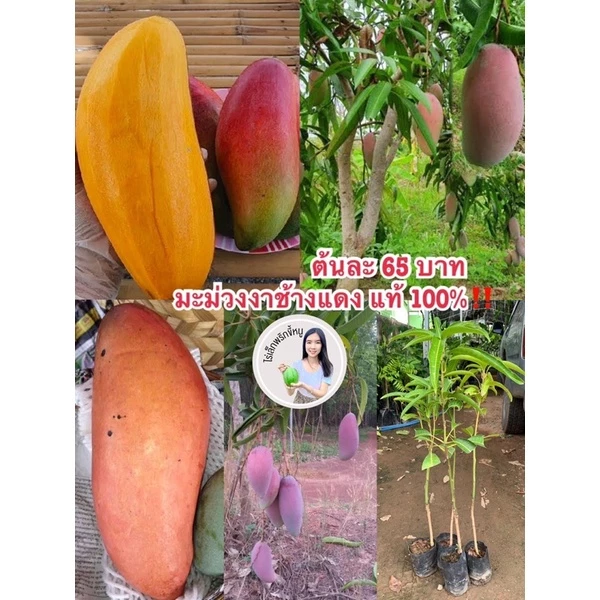 #ต้นมะม่วงงาช้างแดง(เสียบยอด) 1 ปีติดผล สูงราว50-60เซน