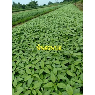 ใบปอสดต้มเกลือ ปอสด( ยังไม่ผัด) 500 กรัม