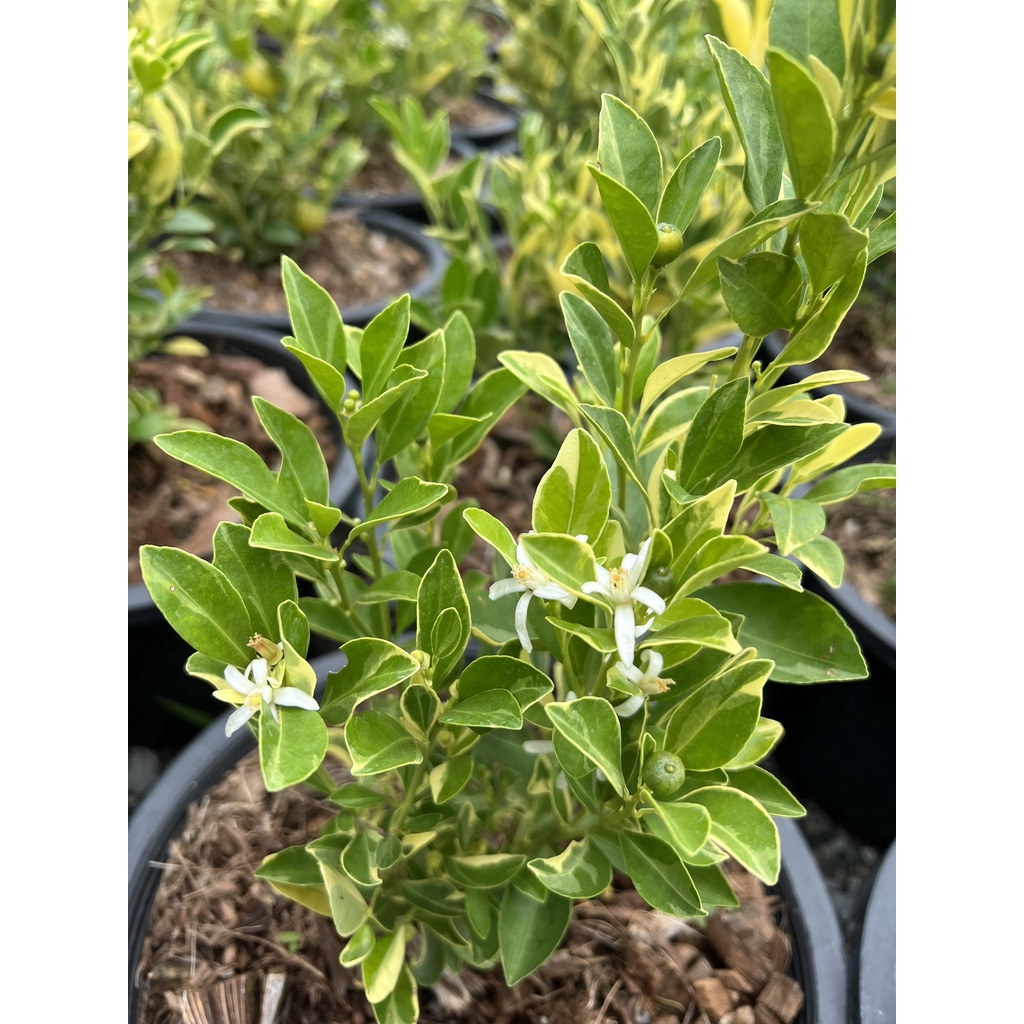 มุมมอง 5