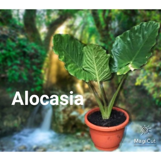 บอนหูช้างก้านลาย หูช้างเขียว Alocasia