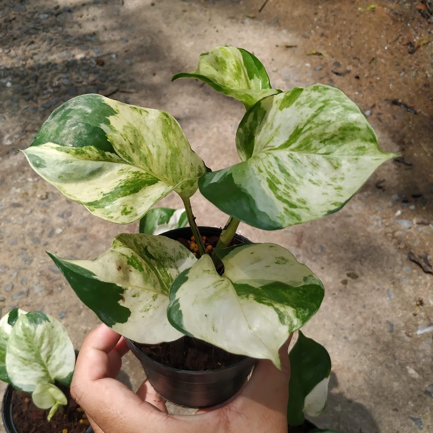 พลูแอปเปิ้ล Epipremnum Aureum Manjula (เลือกต้นได้เลย)