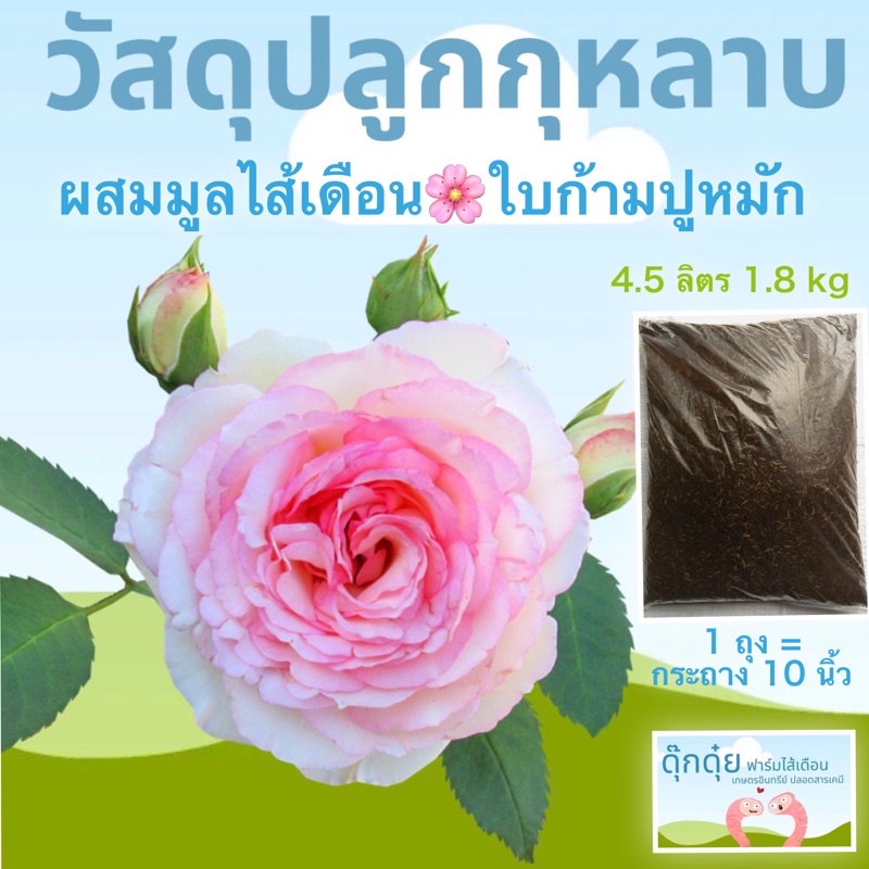 My Image 25