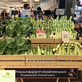 🌽พร้อมส่ง🌽ข้าวโพดข้าวเหนียว เกรดส่งห้าง รสชาติเหนียวหนึบ หวาน อร่อย สินค้า OTOP ไร่ภัสทิวา ตัดสดใหม่ทุกวัน