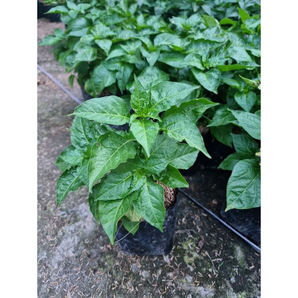 พริกขี้หนูสวน //📌ขั้นต่ำขอ2ต้นขึ้นไป คละกับผักอย่างอื่นได้ค่ะ - รูปที่ 2