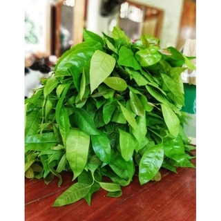 ใบเหลียงสดออแกนิก🌱 ผักปลอดสารพิษ100% 500 กรัม