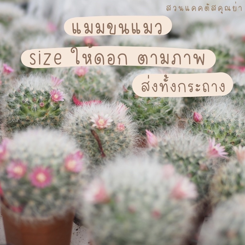 แคคตัส แมมขนแมว size ให้ดอก 5.cm ขึ้นไป    ตามภาพค่ะ สวยมากๆ ราคา ถูกที่สุด ดีลบีเคเค รูปภาพหลัก
