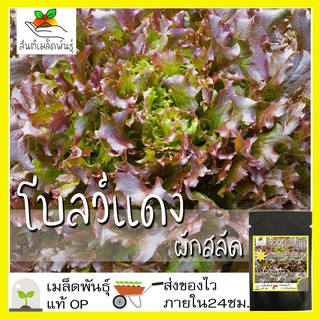 เมล็ดพันธุ์ ผักสลัดโบลว์แดง 1000เมล็ด Red Salad Bowl Lettuce Seed เมล็ดพันธุ์แท้100%นำเข้าจากต่างประเทศ ปลูกผัก สวนครัว