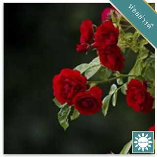 30 เมล็ด เมล็ดพันธุ์ กุหลาบหนู สีแดง Rose Seeds ดอกเล็ก ดอกหอม จิ๋ว นำเข้าจากต่างประเทศ พร้อมคู่มือ เมล็ดสด ใหม่