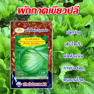 เมล็ดผักกาดเขียวปลี คัดพิเศษ กรีนบอล5 GREENBALL เมล็ดพันธุ์ผักกาดเขียวปลี เมล็ดพันธุ์ผัก เมล็ดผักสวนครัว ตราภูเขาทอง