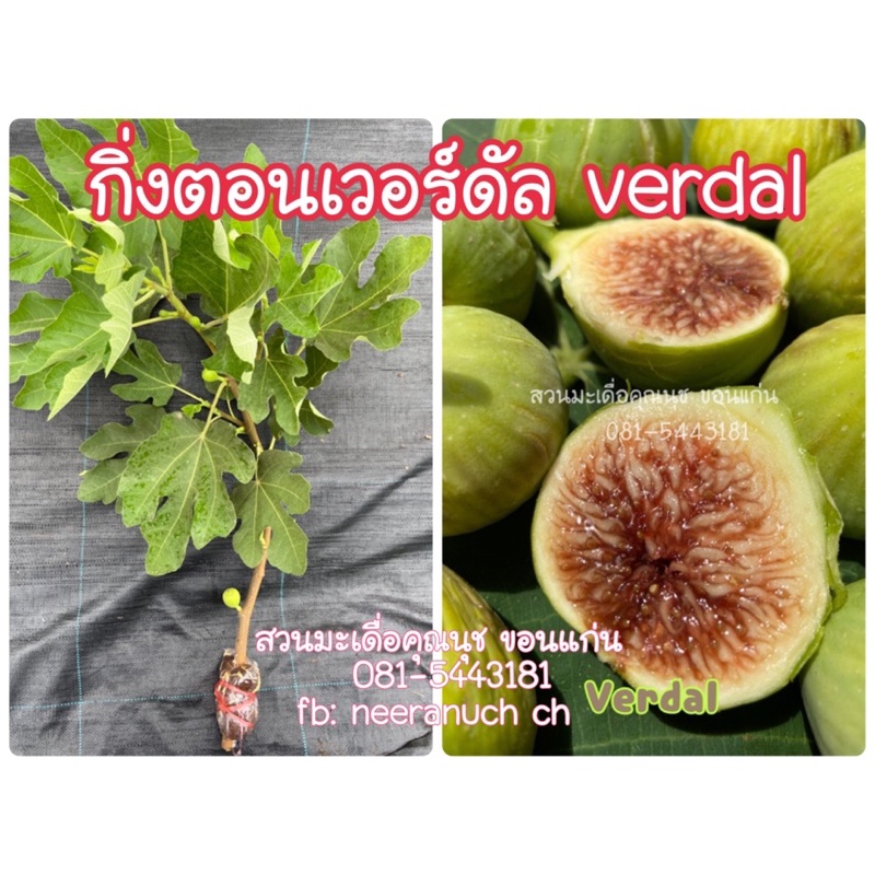 กิ่งตอนมะเดื่อฝรั่ง เวอร์ดัล /verdal air layer figs