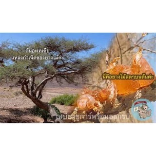 ( ยางไม้ ​) acacia gum อาหารตามธรรมชาติ​ ไม้แทะ ไม้แอปเปิ้ล ไผ่หวาน ชูการ์​ กระรอก​ ดอร์เมาส์​ บุชเบบี้​​ แฮมสเตอร์​