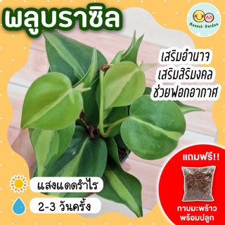 พลูบราซิล philodendron brasil กระถาง 3 นิ้ว (แถมกาบมะพร้าวพร้อมปลูก) พลูหัวใจด่าง ต้นไม้ตระกูลพลู ต้นไม้ฟอกอากาศ