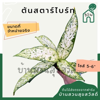 ดิฟเฟนบาเกีย​ สตาร์​ไบร์ท​ (Dieffenbachia StarBright)