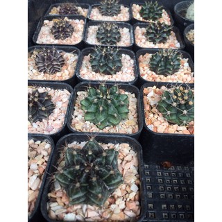 ยิมโนคาไลเซียม Gymnocalycium แคคตัส กระบองเพชร