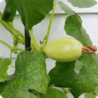 เมล็ดฟักทองสปาเก็ตตี้ 15 เมล็ด spaghetti squash Original Packaging สายพันธุ์ OP