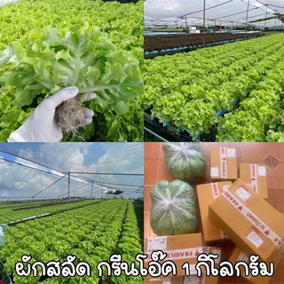 ผักสลัดกรีนโอ๊ค 1กิโลกรัม (Green Oak )ผักสลัดโรล ผักกรีนโอ๊ค ผักไฮโดรโปรนิกส์ นนทบุรี🍀🍀🍀