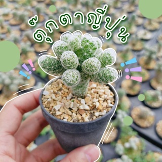 กระบองเพรชตุ๊กตาญี่ปุ่น 🎎(หน่อตุ๊กตาญี่ปุ่นเด็ดสด)5หน่อ25บาท พร้อมส่งจร้า