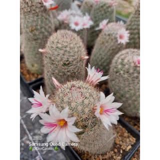 mammillaria albicans fraileana(10-12cm)