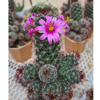 แมมมิลลาเรียหนามตะขอแดง (Mammillaria beneckei): แคคตัส, ไม้อวบน้ำ, cactus