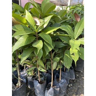 ต้นชมพู่มะเหมี่ยว เพาะเมล็ดราคาถูก ชมพู่มะเหมี่ยวสีแดง ต้นพันธุ์สูง 30-40 ซม. พร้อมส่ง
