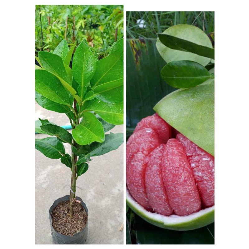 ต้นส้มโอทับทิมสยาม แบบเสียบยอด ขนาด50-60เซนฯ เนื้อแดงรสหวาน