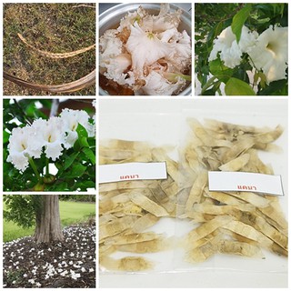 ซื้อ 1 ชุดแถม 1 ชุด เมล็ดพันธุ์แคนา Mangrove Trumpet Tree แคป่า ไม้ยืนต้นพลัดใบ ไม้ขุดล้อม ผักป่า 50 เมล็ดแถม 50 เมล็ด