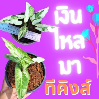 1 ต้น เงินไหลมาทรีคิง Syngonium Three King เงินไหลมา ไม้ฟอกอากาศ ส่งพร้อมกระถาง