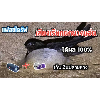 แฟลชไดร์ฟ เสียงนกนางแอ่น ใช้เรียกนกนางแอ่นเข้าทำรัง ยาว 10 ชั่วโมง เก็บเงินปลายทาง