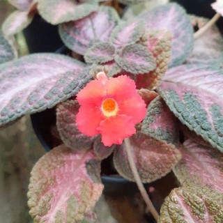 Episcia "รูบี้"(ดอกสีแดง)กระถาง4นิ้ว