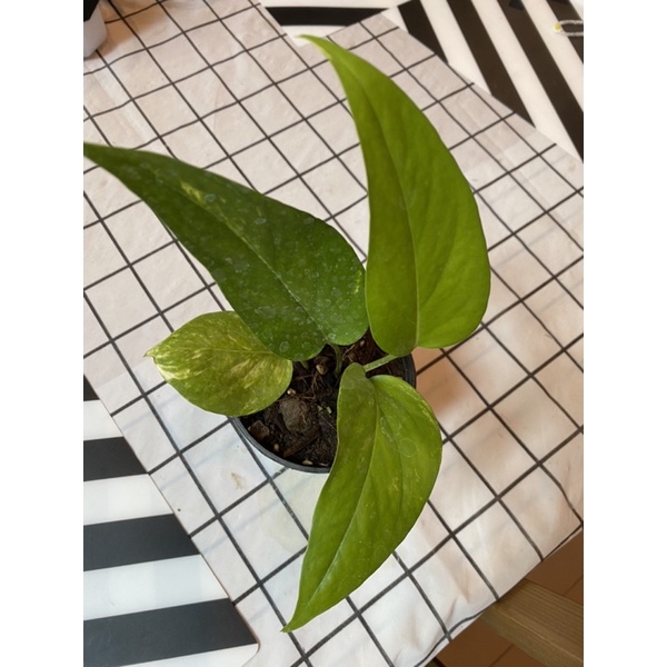 ‼️ล็อตใหม่‼️อิพิด่างเหลือง Epipremnum pinnatum variegated
